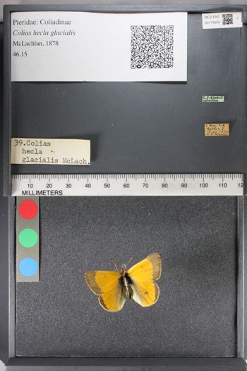 Media type: image;   Entomology 119554